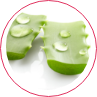 How to benefit from all the virtues of aloe vera?