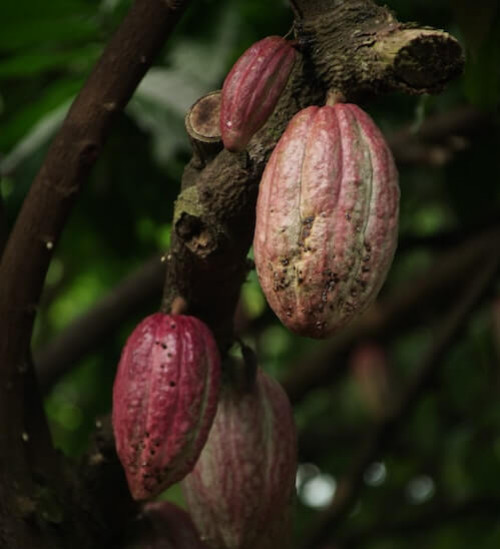 Le beurre de cacao, le soin beauté incontournable