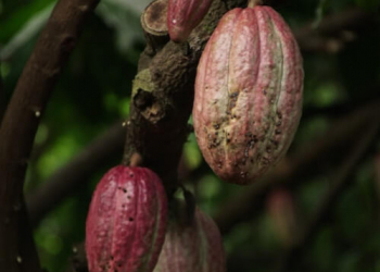 Beurre de cacao : tous ses bienfaits sur la peau et les cheveux